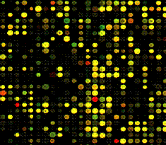 Microarray.GIF