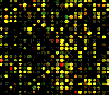 Microarray.GIF